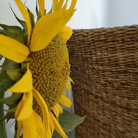 Chambre D'hotes Tournesol, Piscine En Campagne Gersoise Lias-d'Armagnac